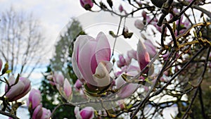 Magnolia blossom tree. Beautiful magnolia flowers against blue sky background.