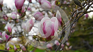 Magnolia blossom tree. Beautiful magnolia flowers against blue sky background.