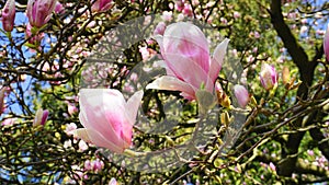 Magnolia blossom tree. Beautiful magnolia flowers against blue sky background.