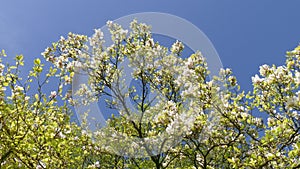 Magnolia blossom on a tree with blue sky,  Germany, europe