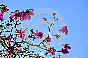 Magnolia blossom in Vancouver, Canada