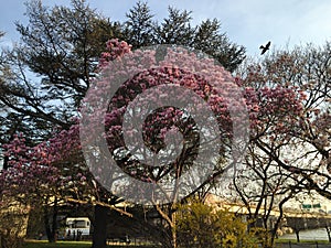 Magnolia Blossom in Washington DC.