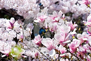 Magnolia blossoms