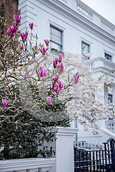 Magnolia Blossoms in Front of Classic London Townhouse
