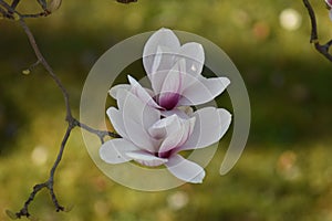 Magnolia photo