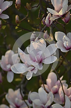 Magnolia photo