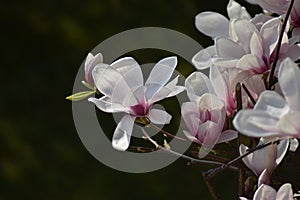 Magnolia photo