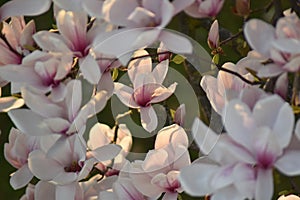 Magnolia photo