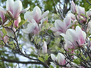 Magnolia Blossoms of Spring