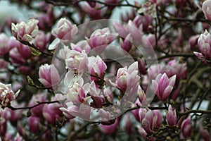 Magnolia blossoms in springtime