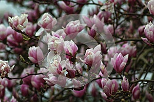 Magnolia blossoms in springtime photo