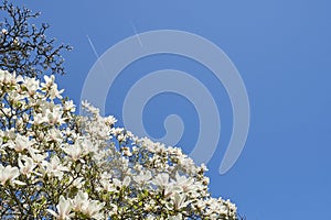 Magnolia blossoms white against the blue sky and two high-flying passenger planes, many large flowers during the