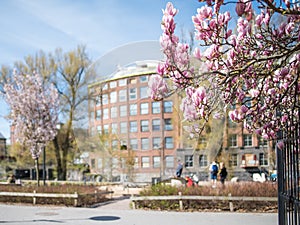 Magnolia blossum during spring in NorrkÃ¶ping, Sweden