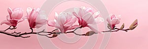 Magnolia branch with fresh blooming pink flower buds on soft pastel pink background, concept of coming of spring