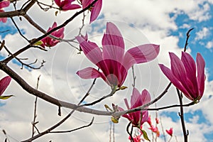 A magnolia branch with large blossoming pink flowers against a blue sky with white clouds