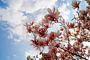 Magnolia branch with large flowers and buds with pinkish-white petals on a tree in the park