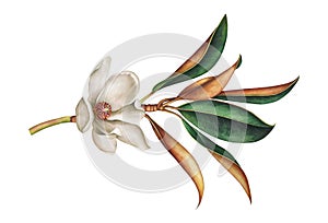 Magnolia branch with leaves and white flower isolated on white background. Watercolor illustration.