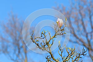 Magnolia branch-one flower on blue sky