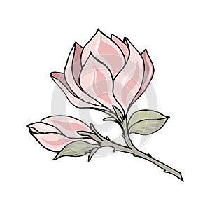 Magnolia branch with pink flower and bud, color freehand drawing with black outline.