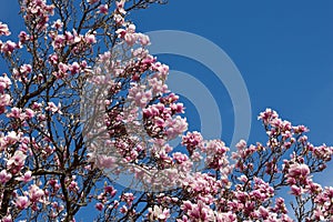 Magnolia branches spring flowers