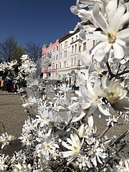 Magnolia in Bratislava