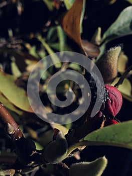 Magnolia Bud