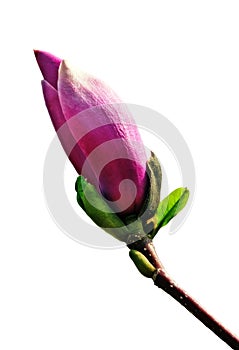 Magnolia bud