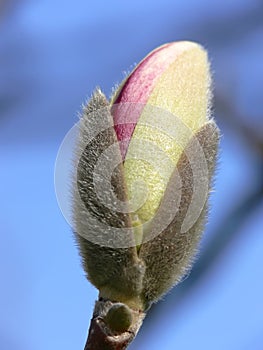 Magnolia Bud