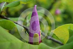 Magnolia bud