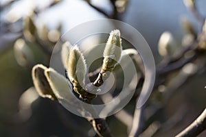 A Magnolia bud in autumn selrctive focus