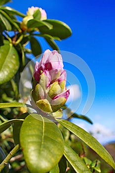 Magnolia Bud