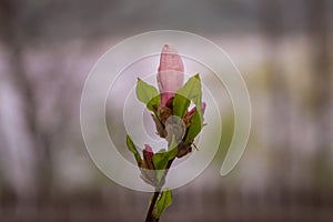 Magnolia bud blooming in the spring season