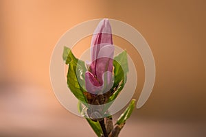 Magnolia bud blooming in the spring season