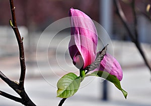 Magnolia bud blossom. Magnolia Susan, pink flowers