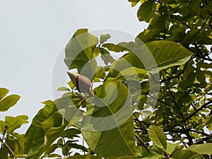 Magnolia bud in the Blue Sky