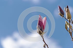 Magnolia bud on blue sky background, close up