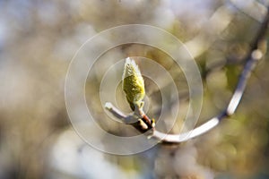 Magnolia bud with blurred background, early spring, February, March. Green fluffy bud