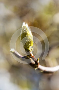 Magnolia bud with blurred background, early spring, February, March. Green fluffy bud