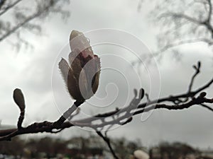 Magnolia bud on branch.background