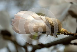 Magnolia Bud Close-up