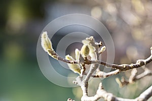 magnolia bud close up, macro photograph of a budding magnolia branch february