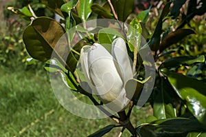 Magnolia bud closeup