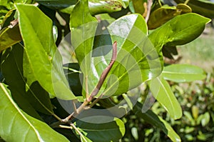 Magnolia bud closeup