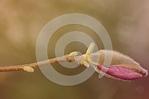 Magnolia bud closeup on a green blurred background