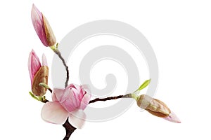 Magnolia Bud Flower