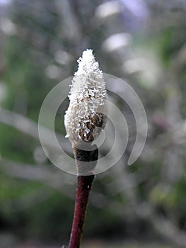 Magnolia bud with frost in winter, Lithuania