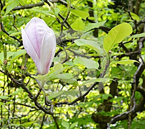 Magnolia bud on a green background