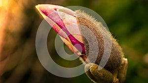 Magnolia bud individually depicted in sunlight