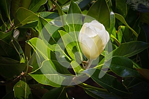 Magnolia bud before opening.