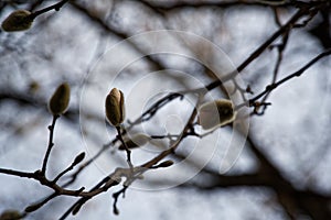 Magnolia bud, pink blossom tree flowers, close up branch, outdoor.